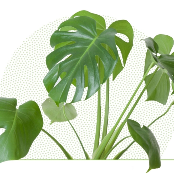 Meet your Posher!! - Picture 1 of 1